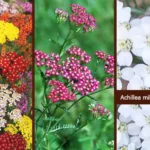 Achillea, Achillea plant, Achillea millefolium, Common yarrow,