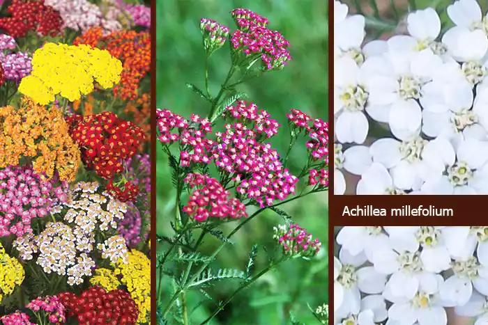 Achillea, Achillea plant, Achillea millefolium, Common yarrow,