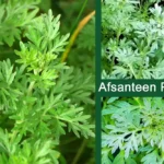 Afsanteen Plant (Wormwood) Medicinal Uses, And Benefits