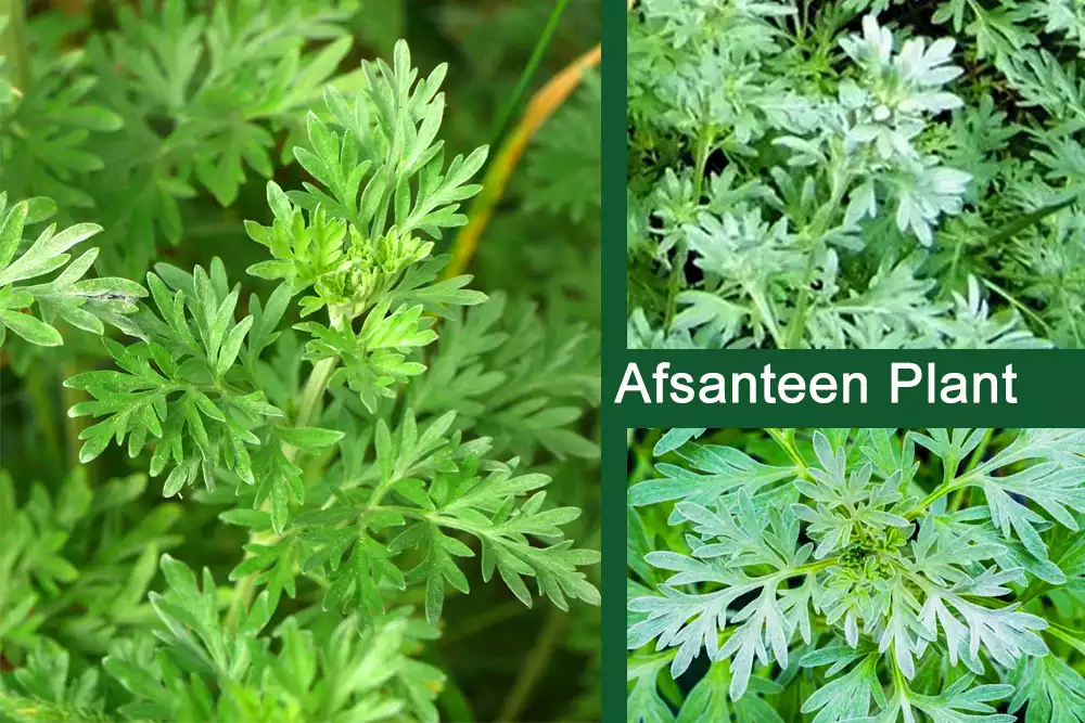 Afsanteen Plant (Wormwood) Medicinal Uses, And Benefits