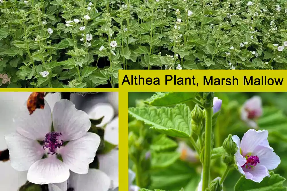 Althea plant, Althea officinalis, Marsh mallow, red heart althea plant