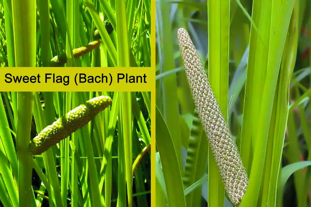 Bach plant, Sweet Flag plant, Acorus calamus,