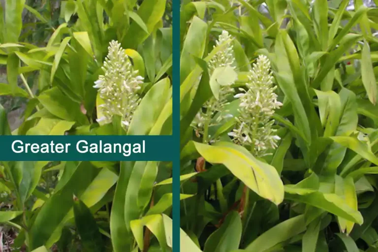 Greater Galangal Plant (Kulanjan) Uses, Benefits