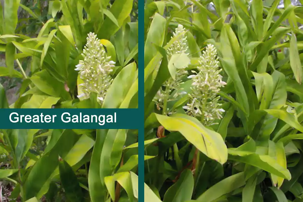 Greater Galangal Plant (Kulanjan) Uses, Benefits