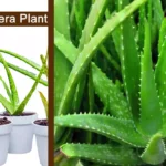 Medicine Plant (Aloe Vera plant, Burn Plant) Uses and Benefits