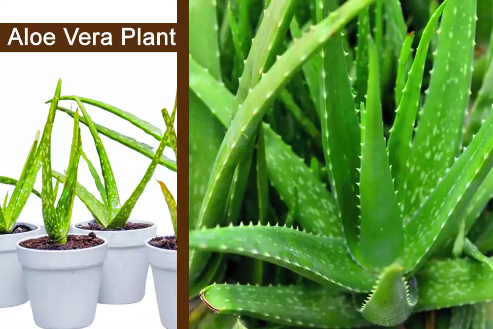 Medicine Plant (Aloe Vera plant, Burn Plant) Uses and Benefits