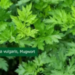 Mugwort Plant (Artemisia vulgaris) Medicinal Uses, And Benefits