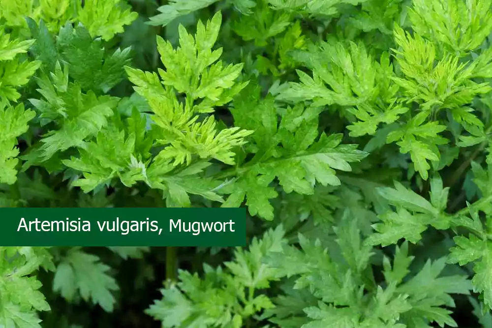 Mugwort Plant (Artemisia vulgaris) Medicinal Uses, And Benefits