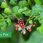 Rosary pea, crab's eyes, crab eyes, crabs eyes, ratti plant, Abrus precatorius,