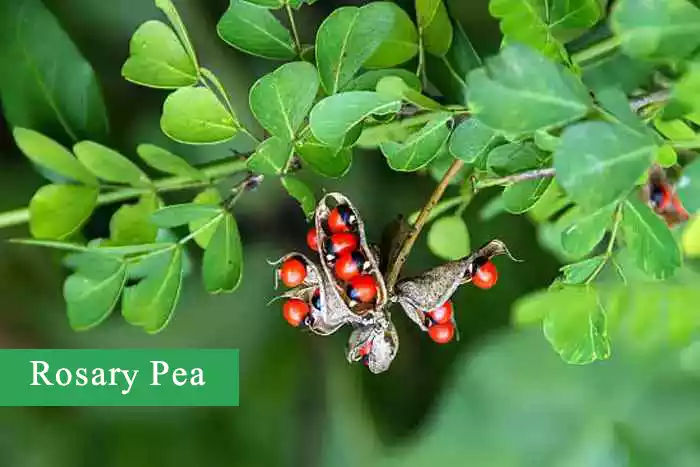 Rosary pea, crab's eyes, crab eyes, crabs eyes, ratti plant, Abrus precatorius,