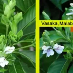 Vasaka Plant (Adhatoda vasica) Uses, Benefits, and Growing