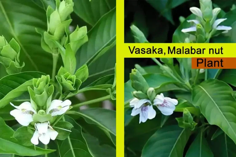 Vasaka Plant (Adhatoda vasica) Uses, Benefits, and Growing