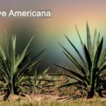 Agave americana Plant Medicinal Uses, And Benefits