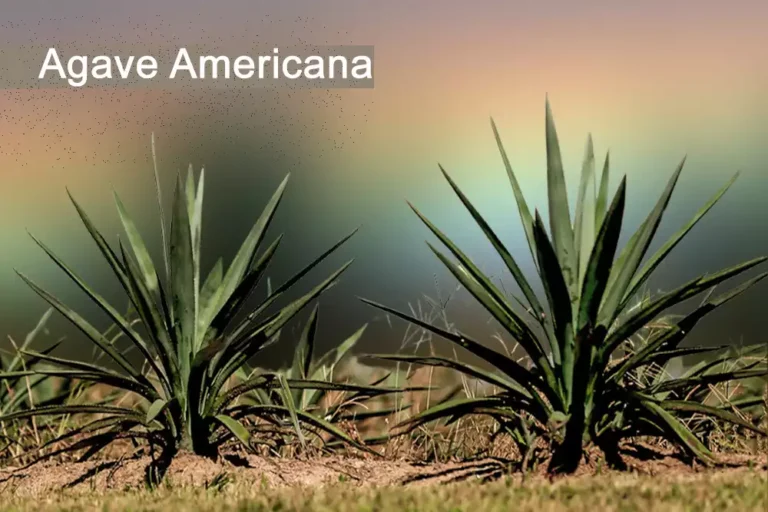 Agave americana Plant Medicinal Uses, And Benefits