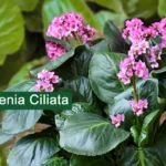 Bergenia Ciliata (Hairy Bergenia) Plant Medicinal Uses, 