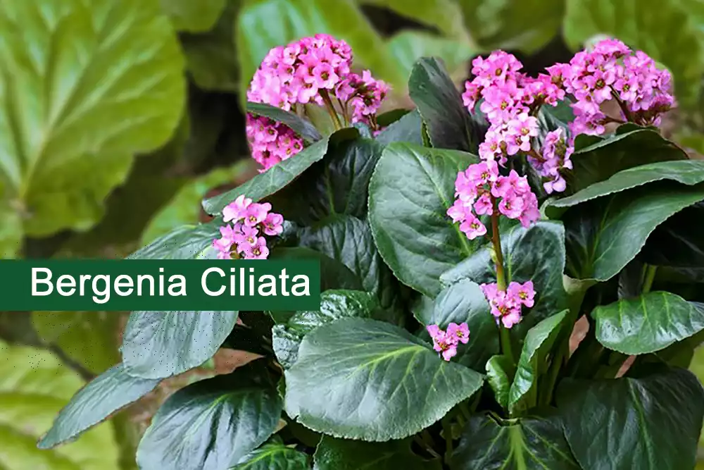 Bergenia Ciliata (Hairy Bergenia) Plant Medicinal Uses,