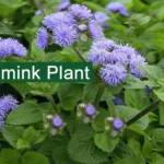 Bluemink plant (Ageratum) Medicinal Uses, Benefits, Side Effects