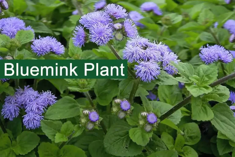 Bluemink plant (Ageratum) Medicinal Uses, Benefits, Side Effects