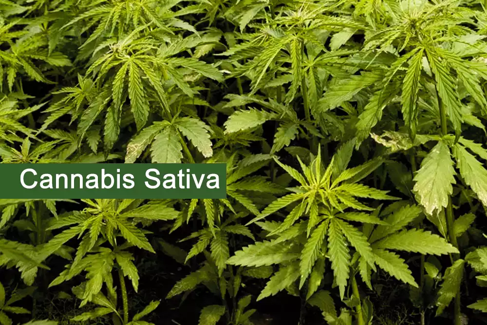 Cannabis Sativa (Hemp plant) Medicinal Uses, And Benefits