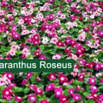 Annual vinca Plant (Catharanthus roseus) Medicinal Uses, Benefits