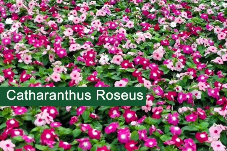 Annual vinca Plant (Catharanthus roseus) Medicinal Uses, Benefits