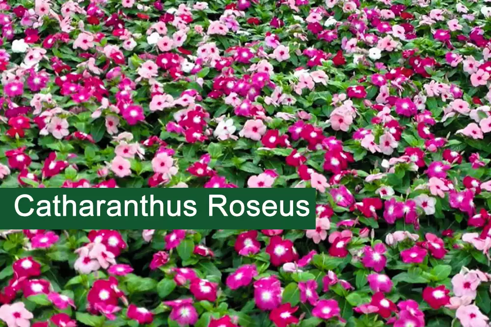 Annual vinca Plant (Catharanthus roseus) Medicinal Uses, Benefits