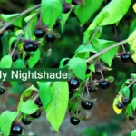 Deadly Nightshade (Belladonna) Plant Medicinal Uses, Benefits