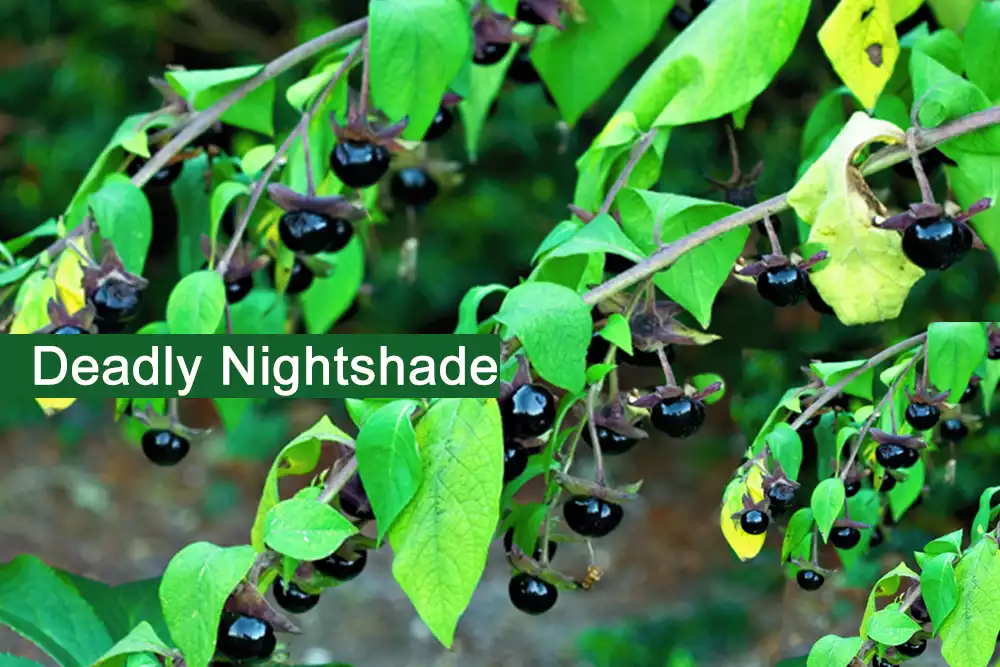 Deadly Nightshade (Belladonna) Plant Medicinal Uses, Benefits