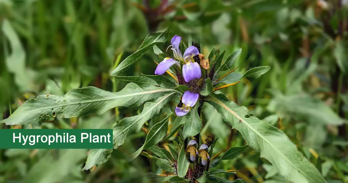 Hygrophila (Talmakhana) Plant Medicinal Uses, Benefits