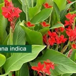 Indian Shot Plant (Canna indica) Medicinal Uses, And Benefits