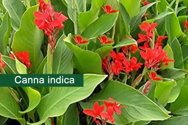 Indian Shot Plant (Canna indica) Medicinal Uses, And Benefits