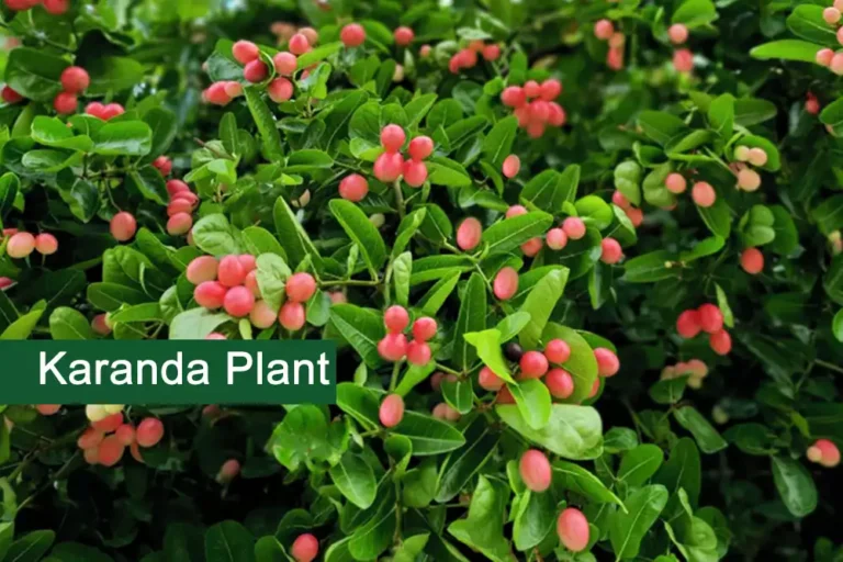 Karanda Plant (Carissa carandas) Medicinal Uses, And Benefits