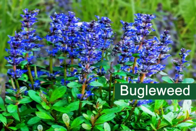 Ajuga Genevensis Plant (Bugleweed) Medicinal Uses, Benefits