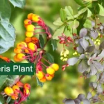 Barberry Plant (Berberis) Medicinal Uses, And Benefits