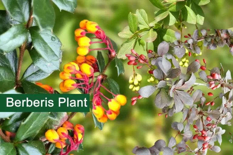 Barberry Plant (Berberis) Medicinal Uses, And Benefits