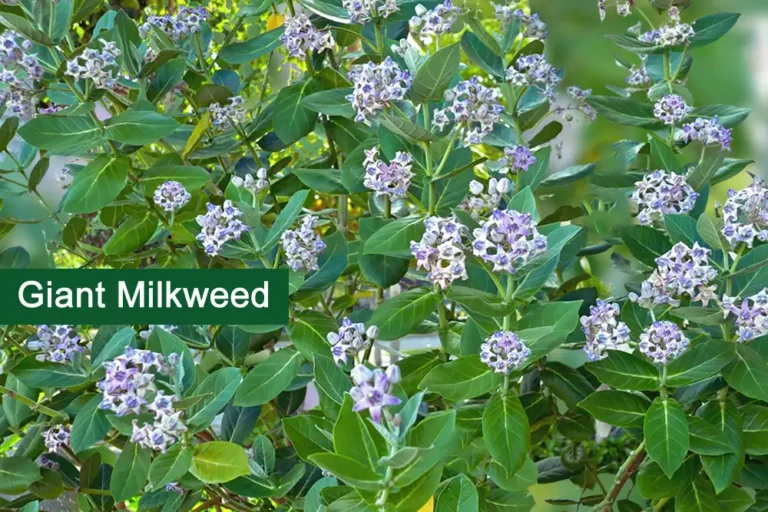 Giant Milkweed Plant (Crown Flower) Medicinal Uses, And Benefits